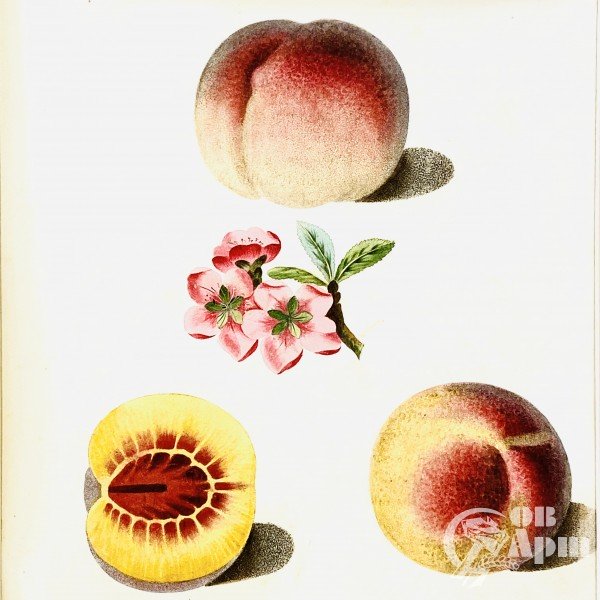 Гравюра из серии Фрукты Британии (Pomona Britannica)