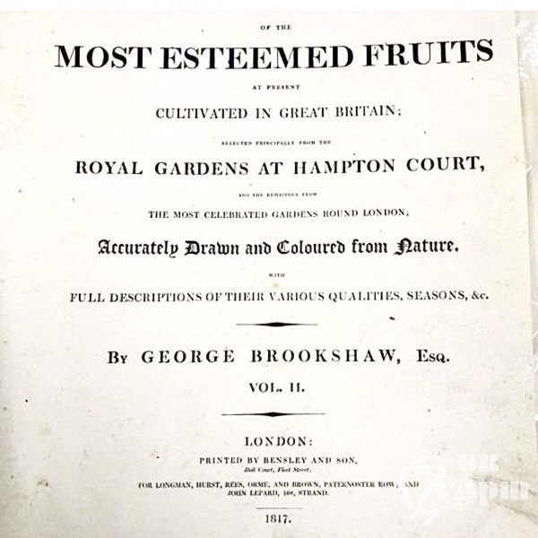 Гравюра из серии Фрукты Британии (Pomona Britannica)
